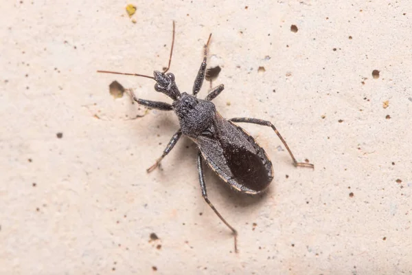 Pembunuh Serangga Coranus Niger Berjalan Atas Batu Mencari Mangsa Foto — Stok Foto