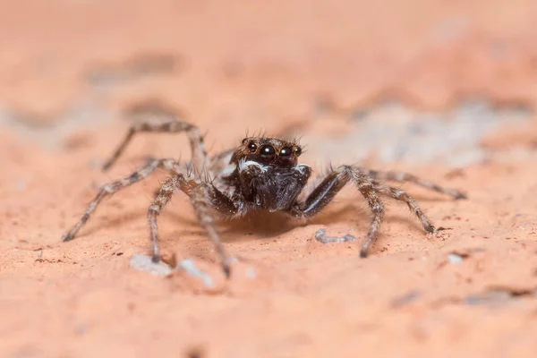 Hombre Menemerus Semilimbatus Araña Mirando Desde Una Pared Foto Alta — Foto de Stock