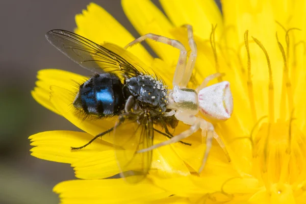 トミサス オニスタス クモは太陽の下で黄色い花にハエを狩る 高品質の写真 — ストック写真