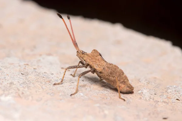 Tekne Böceği Enoplops Scapha Güneşin Altındaki Bir Kayanın Üzerinde Duruyor — Stok fotoğraf