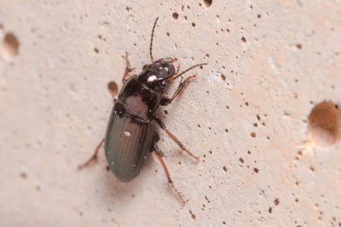 Yer böceği, Harpalus Sp. Güneşin altında beton bir duvara tırmanıyor. Yüksek kalite fotoğraf