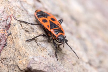 Pyrrhocoris apterus güneşin altındaki bir kayanın üzerinde yürüyor. Yüksek kalite fotoğraf