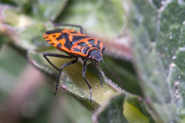 Eurydema ventralis güneşli bir günde yeşil bir yaprak üzerinde yürür. Yüksek kalite fotoğraf