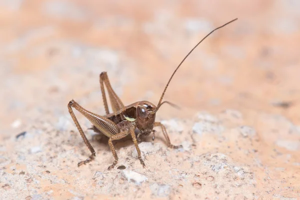 Young Bush Cricket Platycleis Berpose Dinding Beton Bawah Matahari Foto — Stok Foto