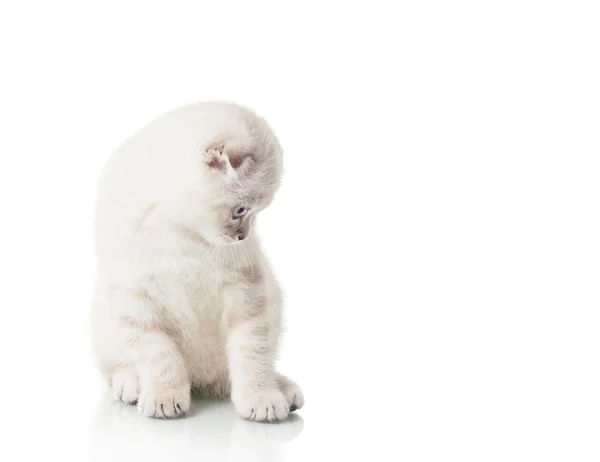 Gatito de Scottish Fold crianza — Foto de Stock