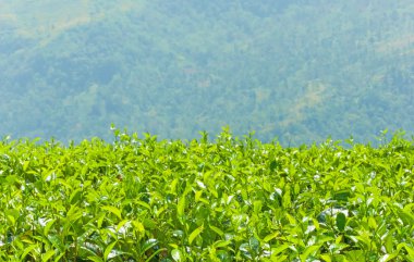çay tarlaları