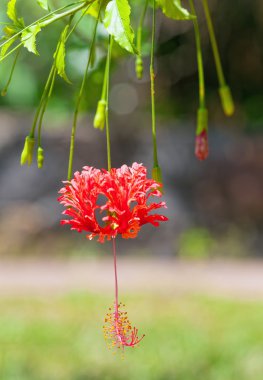 Kırmızı ebegümeci