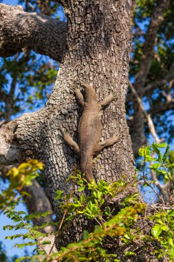 Komodo Ejderi