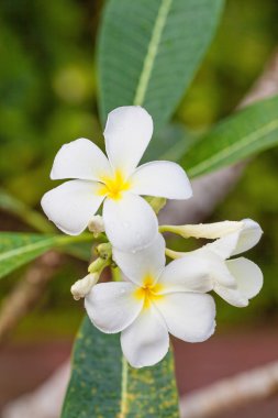 Beyaz frangipani