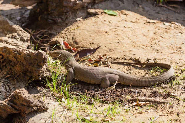 Varanus komodoensis — Fotografia de Stock