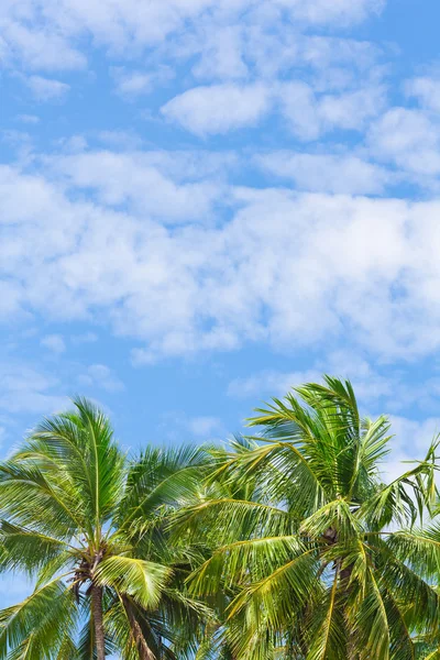 Blauer Himmel — Stockfoto