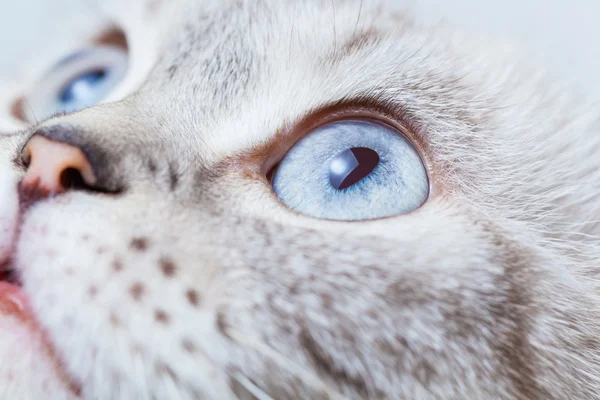 Scottish Fold breed — Stock Photo, Image