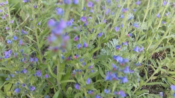 Latający Trzmiel Zbiera Pyłek Niebieskich Kwiatów Pszczoła Motyl Kwiatach Ukrainie — Wideo stockowe