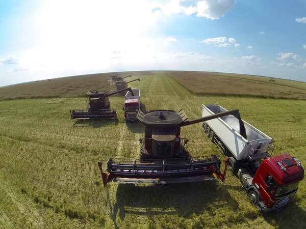 Combine harvesters on colza field.