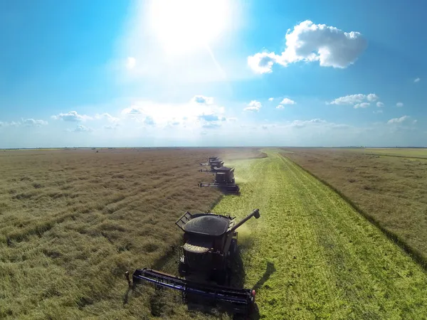 Combine harvesters on colza field. — Stock Photo, Image