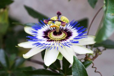 Mavi çarkıfelek yakın, passiflora caerulea.
