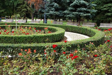 Şehir parkında peyzaj, güllük bahçesi, her zaman yemyeşil çalılıklardan oluşan bir sınır..