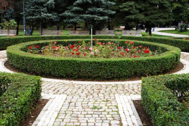 Şehir parkında peyzaj, güllük bahçesi, her zaman yemyeşil çalılıklardan oluşan bir sınır..