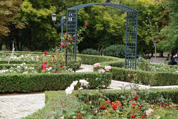 Paisajismo Parque Ciudad Jardín Rosas Con Borde Uniformemente Recortado Arbustos — Foto de Stock