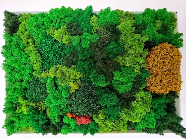 Концепция Экологического Дизайна Стабилизированный Лесной Мох Внутренней Отделки — стоковое фото
