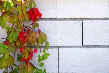 Doğal arkaplan için beyaz tuğla duvardaki dekoratif yabani üzümler, kopyalama alanı