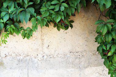 Doğal arkaplan için beyaz beton duvarda yeşil üzümler, kopyalama alanı