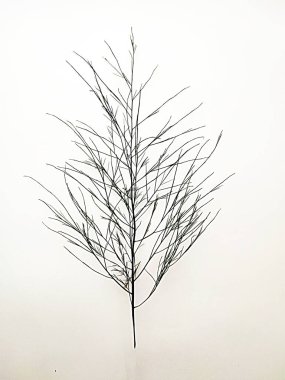 Beyaz arka plandaki buketlerin dekorasyonu için kuşkonmazın yeşil dalı.