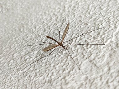 Uzun bacaklı sivrisinek, caramore, tipulidae beyaz bir duvara yakın