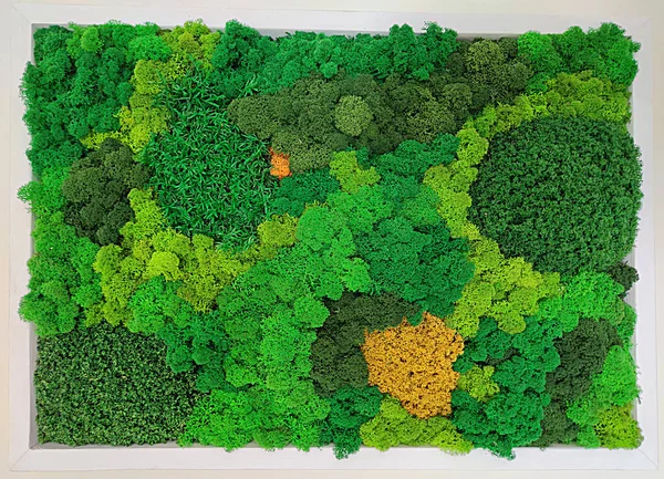 çok renkli dekoratif yosun duvar dekorasyonu, ekolojik tasarım konsepti, iç mekan düzenlemesi.