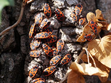 Bir ağaç gövdesinde bir sürü itfaiyeci böcek var.
