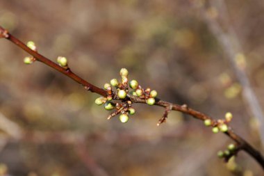 Bir ağaç dalında filizlenen tomurcuklar..