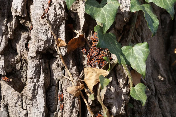 Muchos Escarabajos Bomberos Tronco Árbol Cerca — Foto de Stock