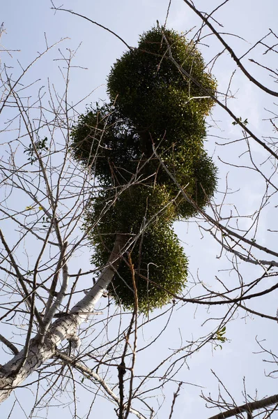 Ökse Otu Viscum Ağaçtaki Asalak Bitki — Stok fotoğraf