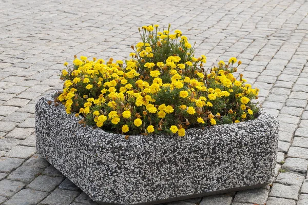 Sarı kadife çiçekli taş kaplar kaldırımda.