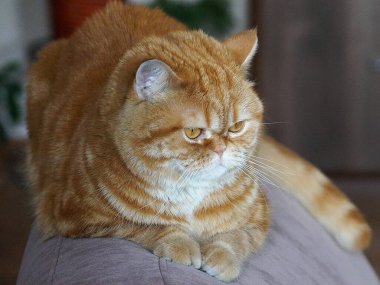 Kızıl İskoç bir kedinin portresi. Yaklaş..