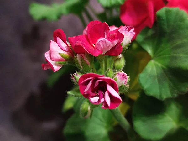 濃いピンクの花を咲かせるゼラニウムの芽が暗い背景でクローズアップされ — ストック写真