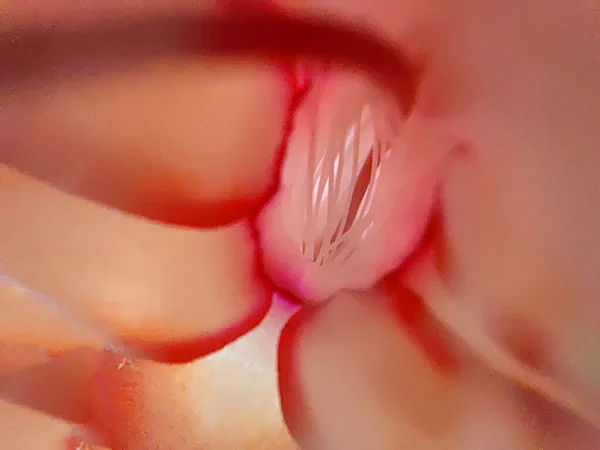 Macro Fotografie Van Een Schlumbergera Bloem Van Binnenuit Meeldraden Close — Stockfoto