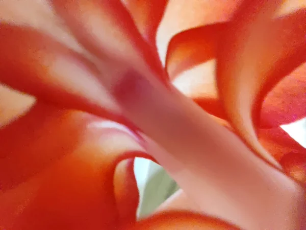 Μακροφωτογραφία Κοραλλιού Κόκκινου Λουλουδιού Schlumbergera — Φωτογραφία Αρχείου