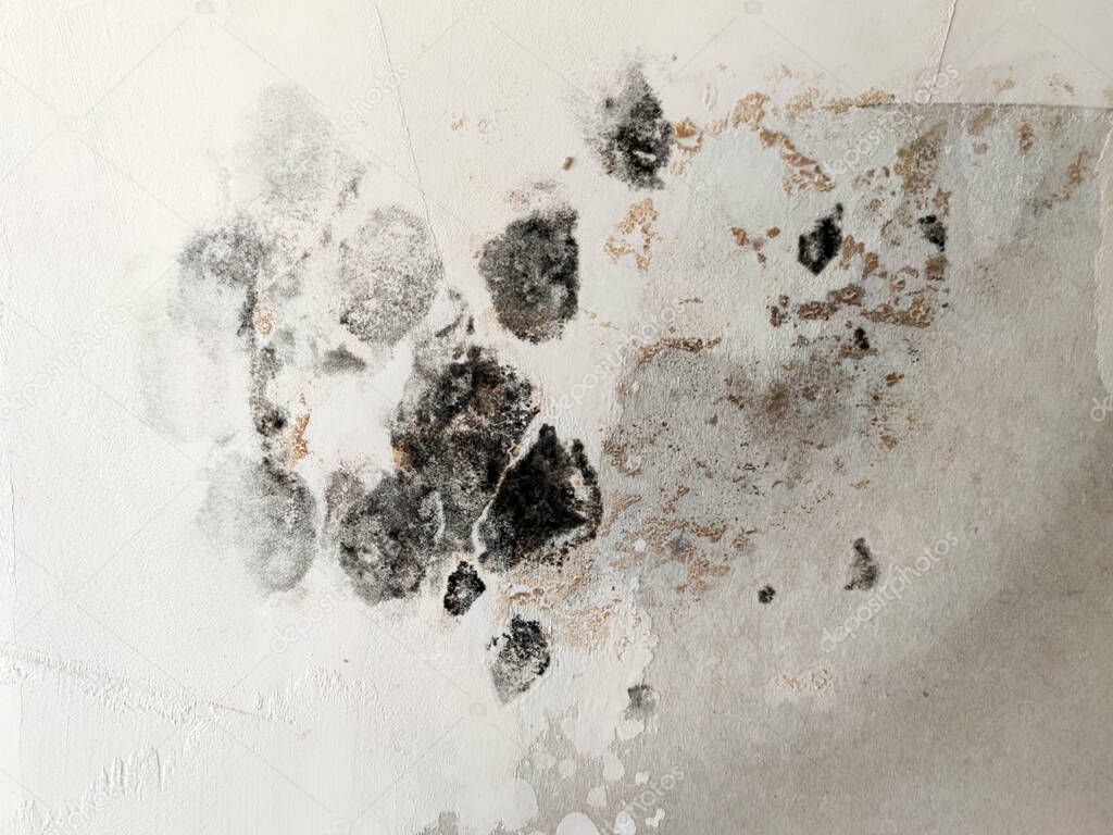 black mold from dampness on drywall close up.