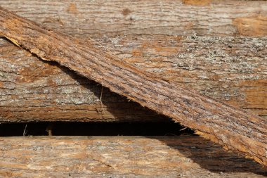 pine logs with bark close-up in sunlight.