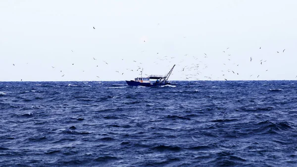 海鸥在海里的渔船上盘旋 — 图库照片