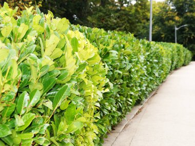 Parktaki çitleri budadım, bahçeyi düzenliyorum..