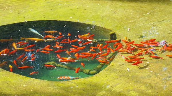 Peces Ornamentales Rojos Nadan Piscina Del Parque — Foto de Stock