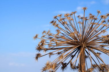 Mavi gökyüzüne karşı kurumuş yosun çiçeği, Heracleum..
