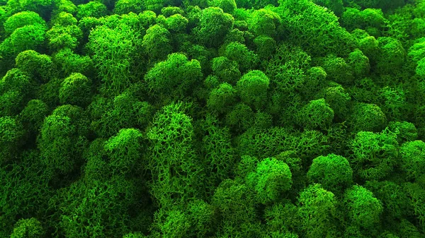 Yeşil Dekoratif Yosun Duvar Dekorasyonu Eko Tasarım Konsepti Dikey Bahçıvanlık — Stok fotoğraf
