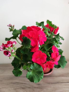 Işık arka planında çiçek açan fuşya sardunyası