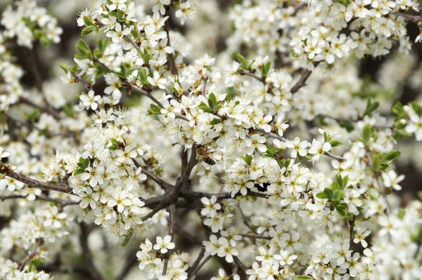 Ape Polline Ramo Primaverile Fiorito Fondo Primaverile — Foto Stock