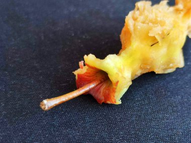 Siyah arkaplanda elma çekirdeği, boşluğu kopyala