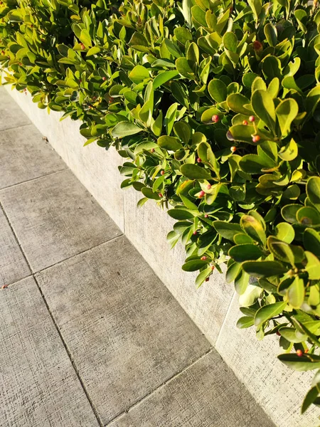 Межа Вічнозелених Чагарників Тротуарі Крупним Планом — стокове фото