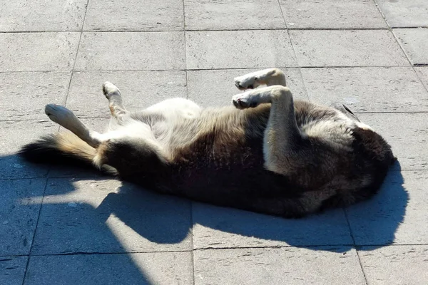 Cão Dormindo Encontra Com Suas Patas Acima Luz Solar — Fotografia de Stock